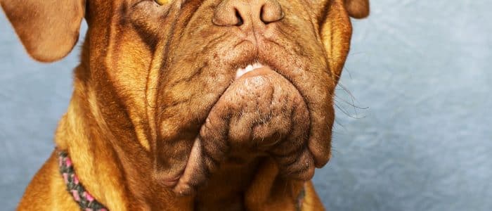 bordeaux dogge 04