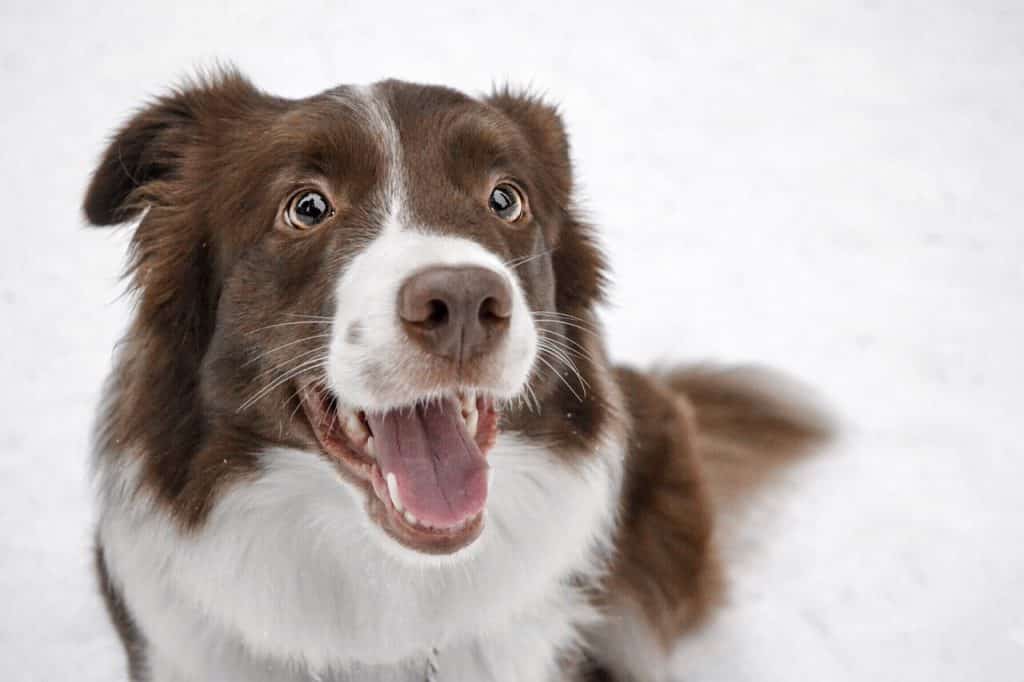 Border Collie 01