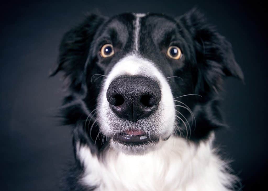 Border Collie 02