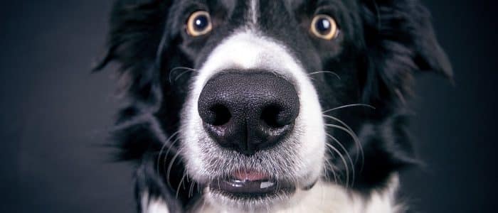Border Collie 02