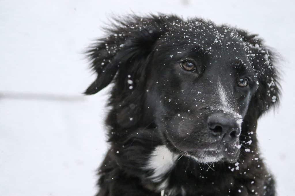 Border Collie 04