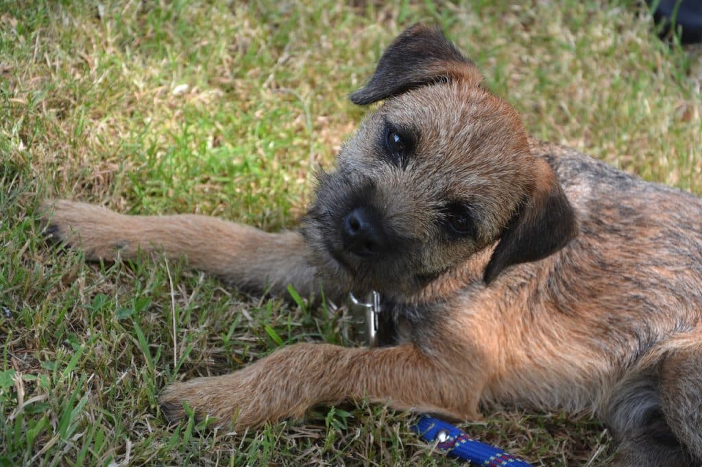 Border Terrier 01