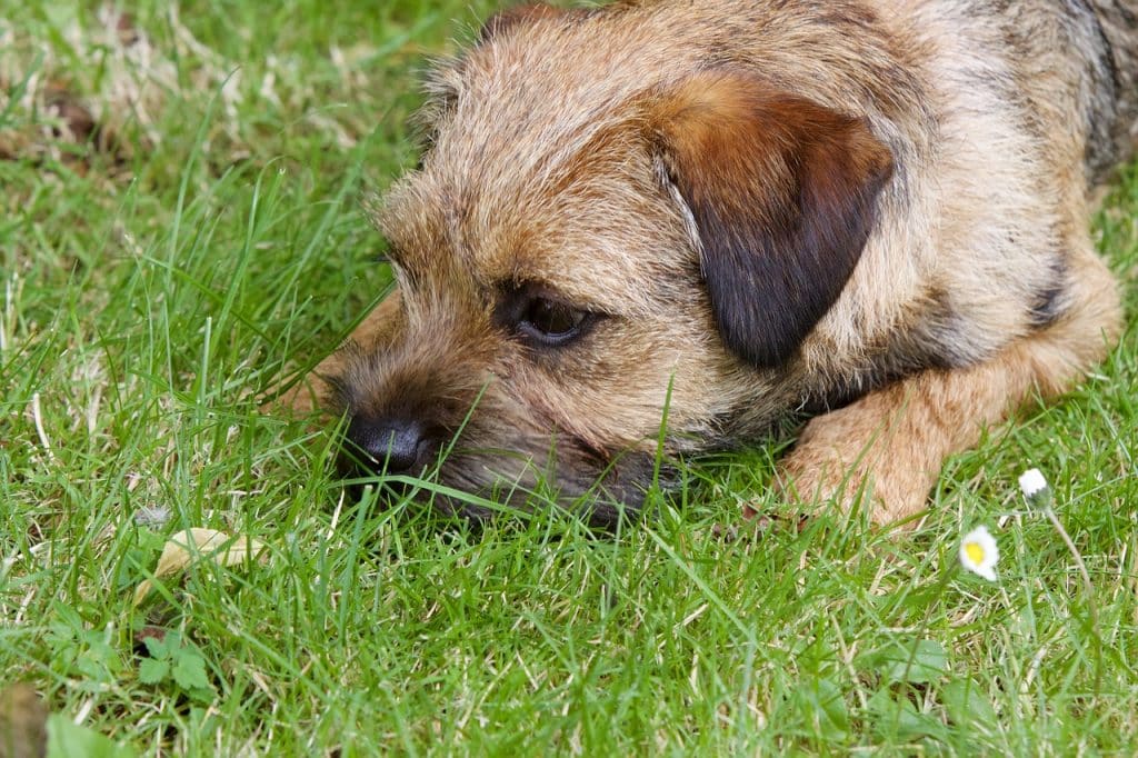 Border Terrier 02