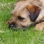 Border Terrier 02