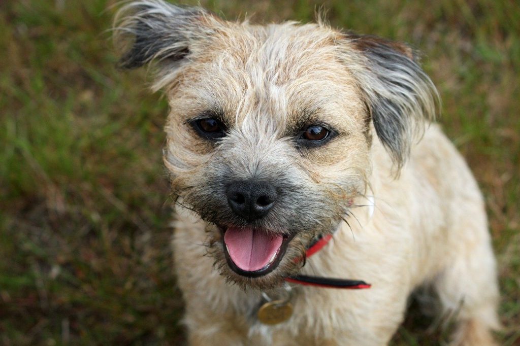 Border Terrier 03