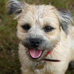 Border Terrier 03