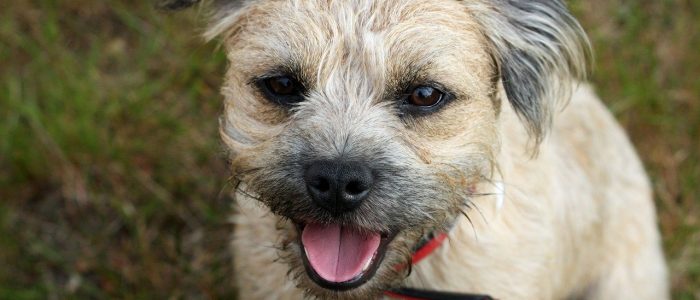 Border Terrier 03