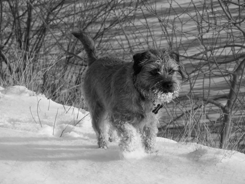 Border Terrier 04