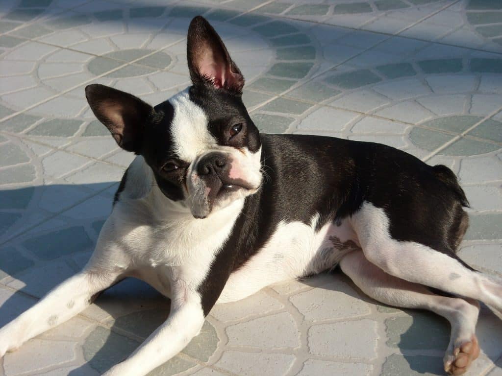 Boston Terrier 02