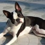 Boston Terrier 02