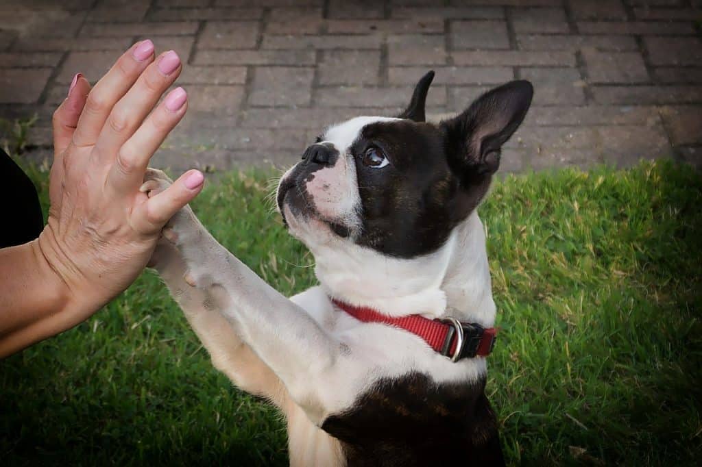 Boston Terrier Rasseportrait Wesen Charakter Zuchter