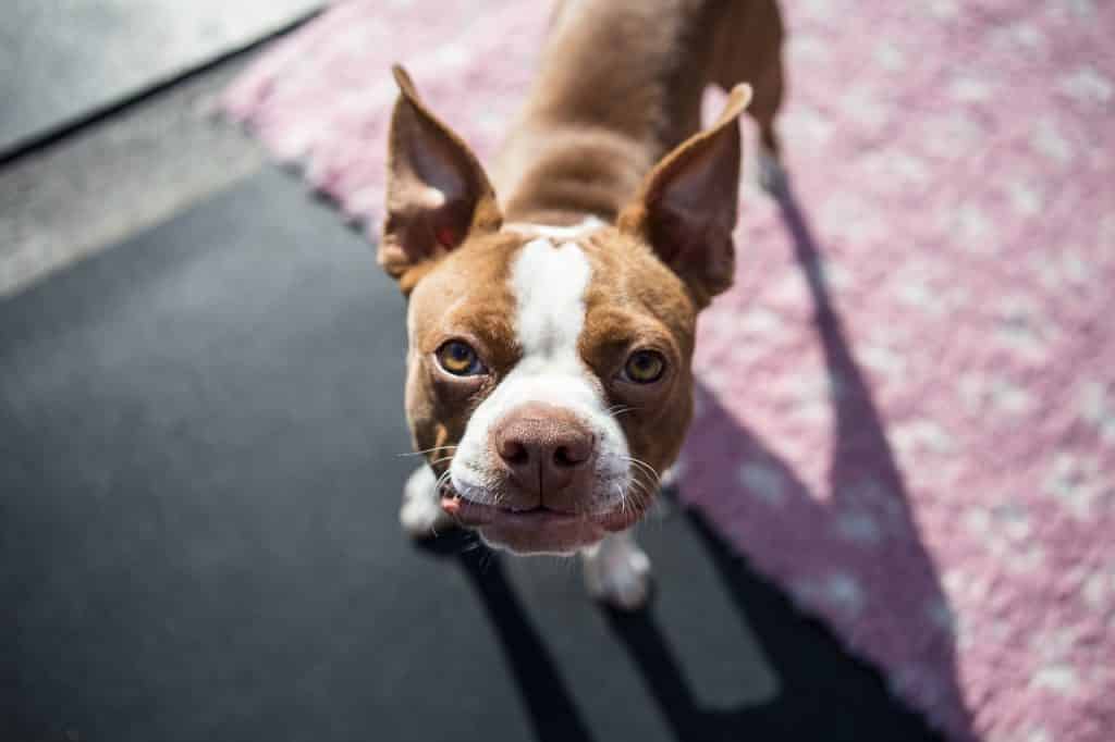 Boston Terrier 04