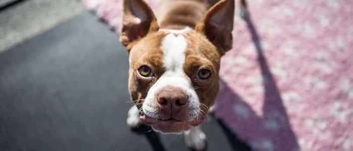 Boston Terrier 04
