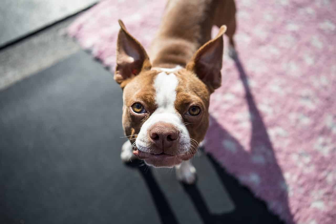 Boston Terrier: Rasseportrait, Wesen / Charakter, Züchter