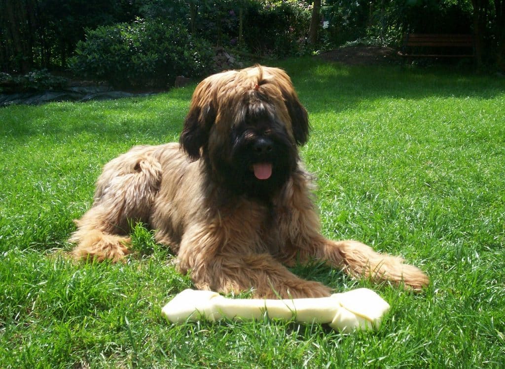 Briard 01