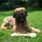 Briard 01