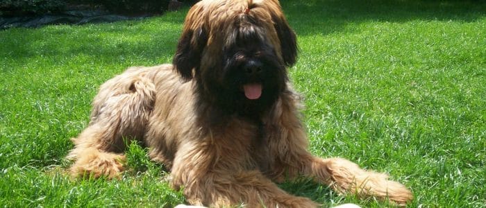 Briard 01
