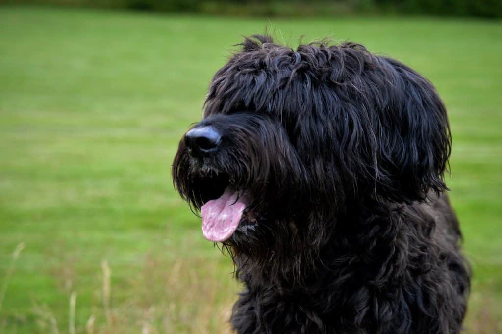 Briard 02