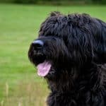 Briard 02