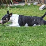 Bull Terrier 01