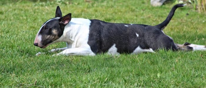 Bull Terrier 01