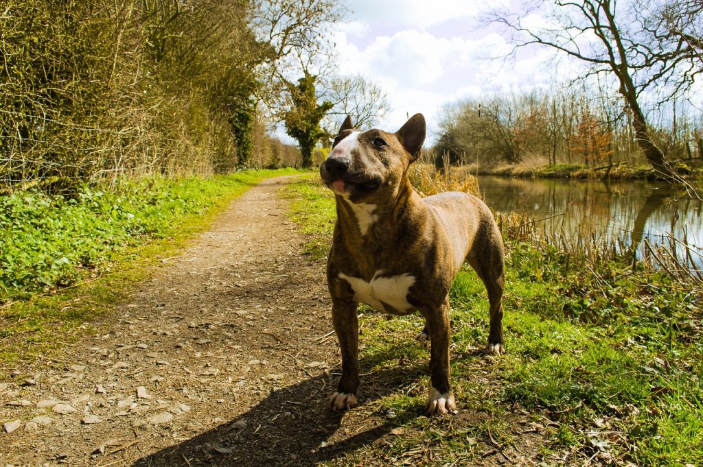 Bull Terrier 03