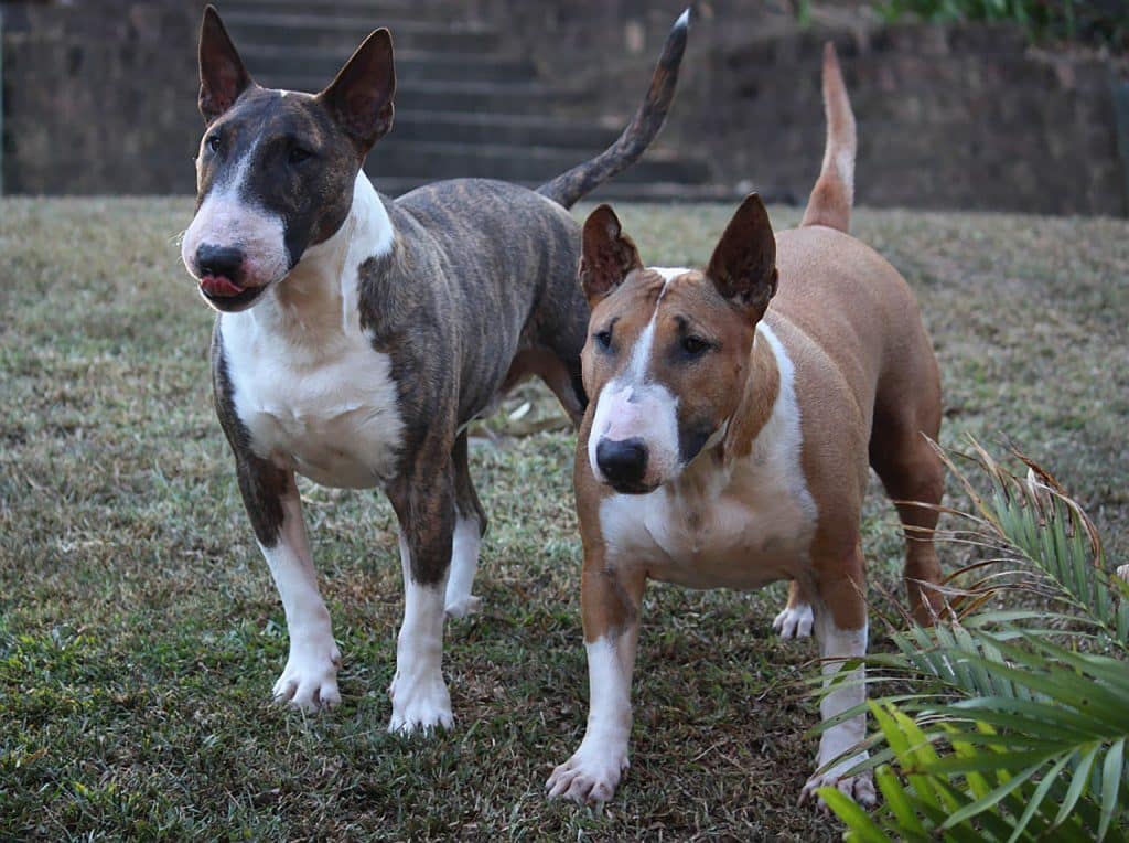 Bull Terrier 04