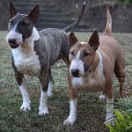 Bull Terrier 04