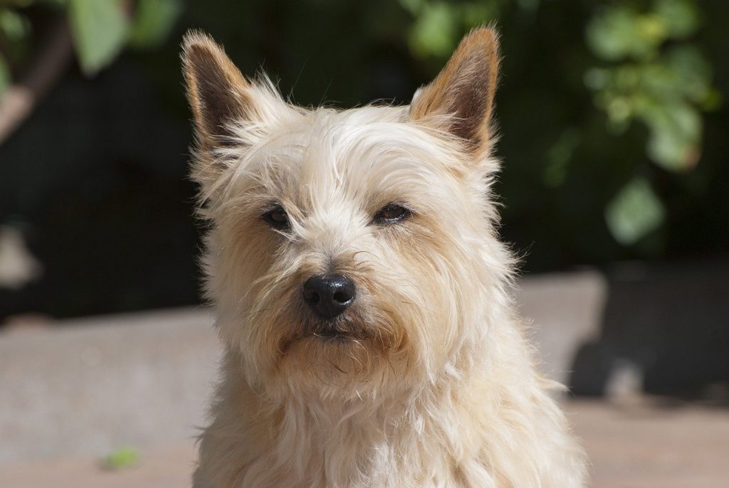 Cairn Terrier 01