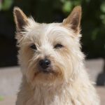 Cairn Terrier 01