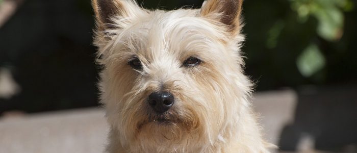 Cairn Terrier 01