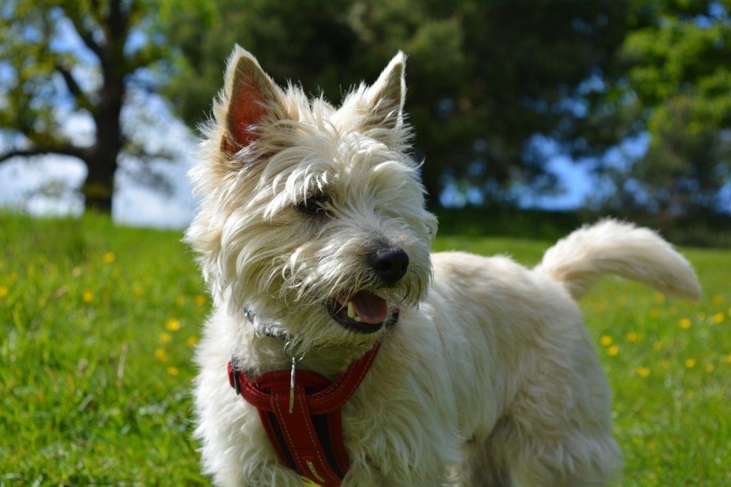 Cairn Terrier 02