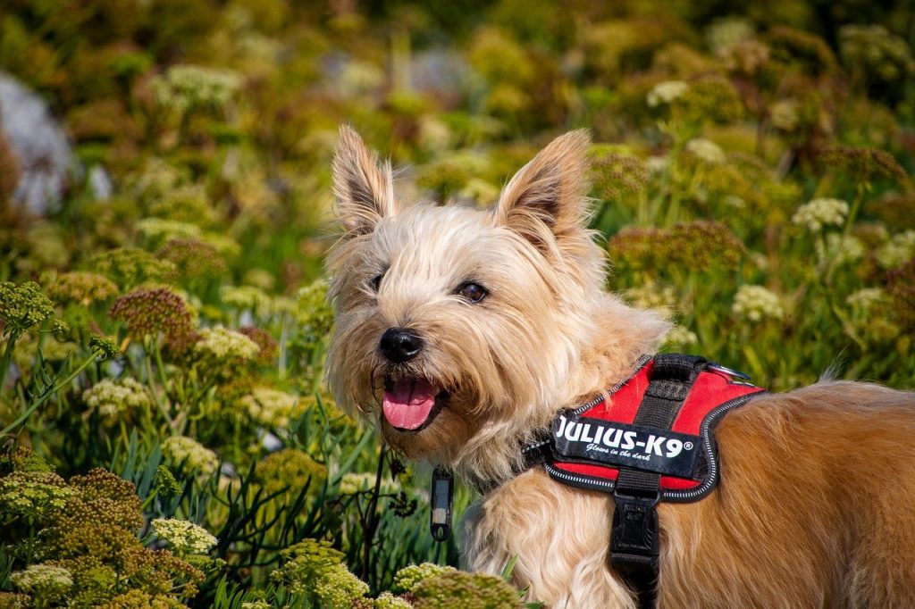 Cairn Terrier 03