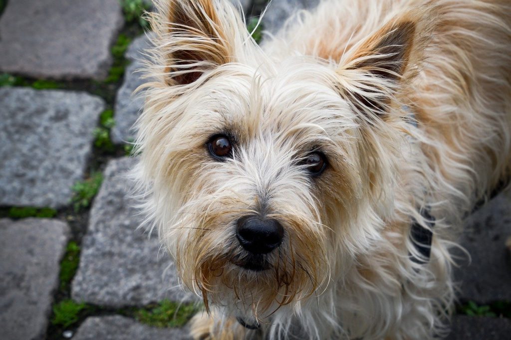 Cairn Terrier 01