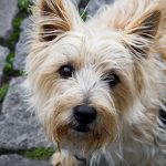 Cairn Terrier 01