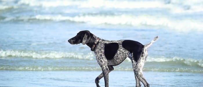 Carolina Dog 01