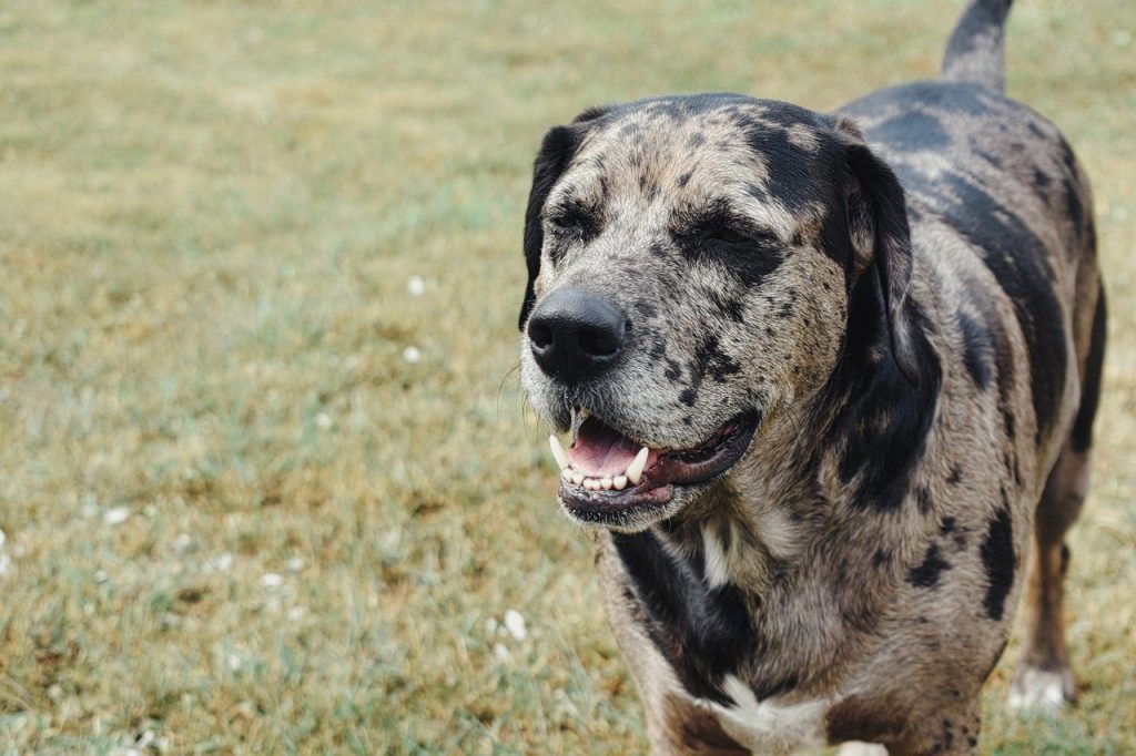 Catahoula Leopard Dog