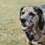 Catahoula Leopard Dog