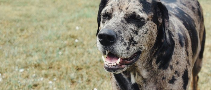 Catahoula Leopard Dog