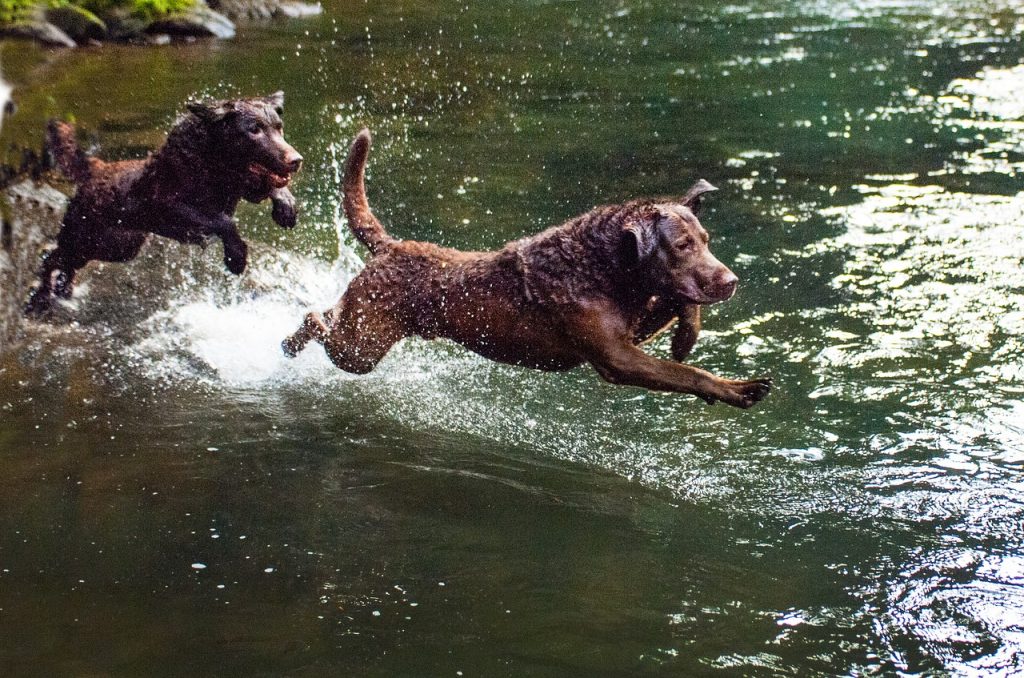 Chesapeake Bay Retriever 01