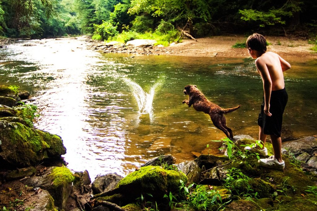 Chesapeake Bay Retriever 02