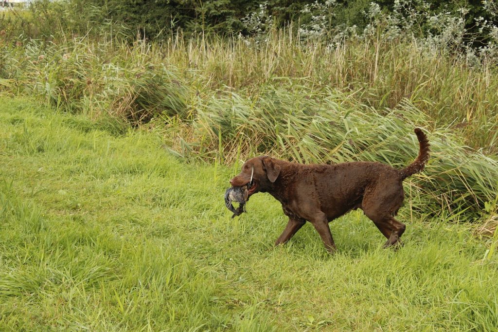 Chesapeake Bay Retriever 03