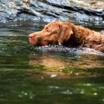 Chesapeake Bay Retriever 04