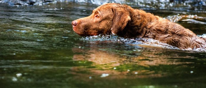 Chesapeake Bay Retriever 04