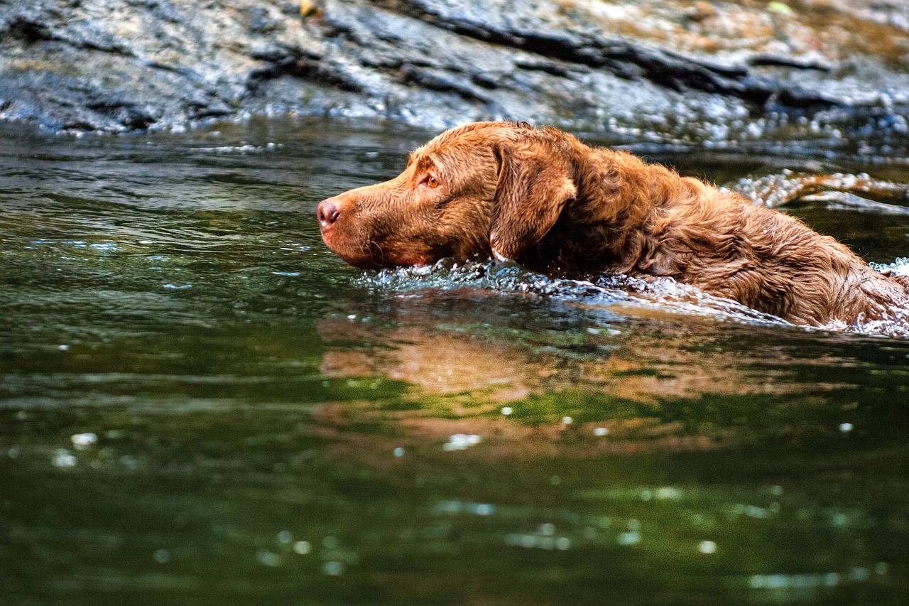 Chesapeake Bay Retriever Rasseportrait, Wesen / Charakter, Züchter » 🥇