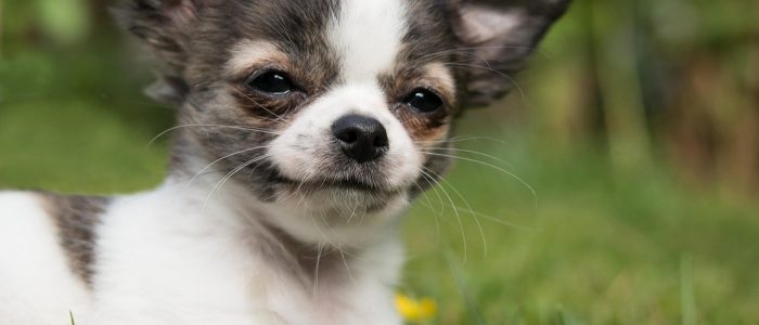 Chihuahua 01