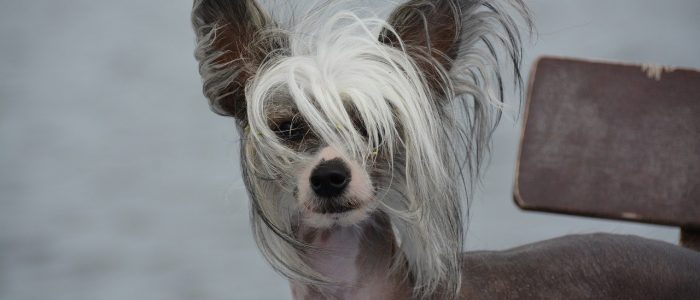 Chinesischer Schopfhund 04