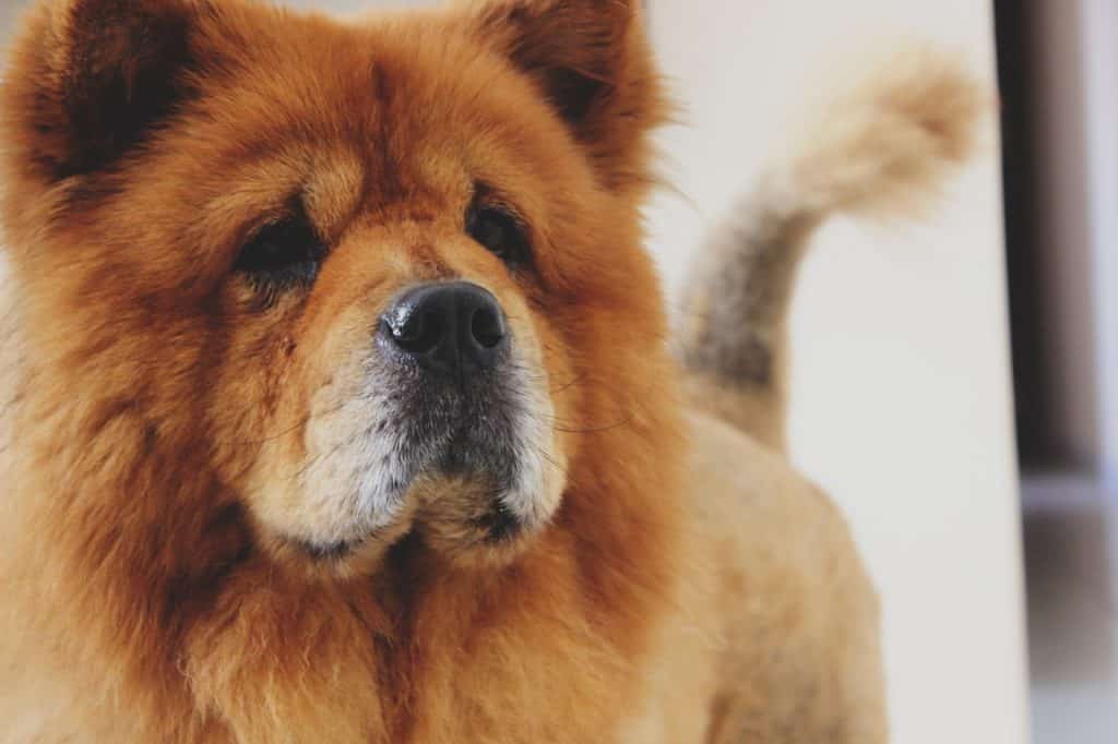 Chow Chow 03