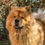 Chow Chow 04