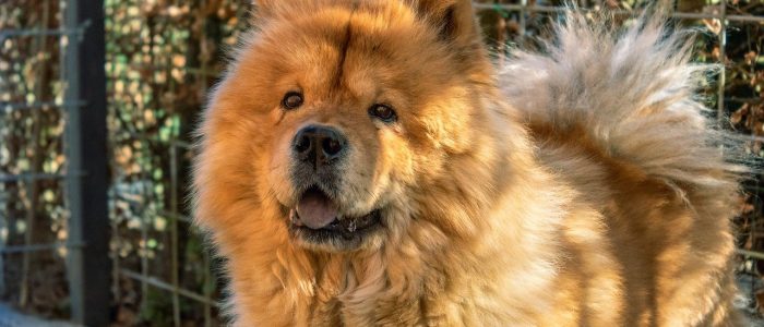 Chow Chow 04